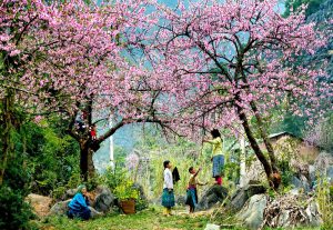 Đặc sản Mộc Châu làm quà không thể bỏ qua khi đến Sơn La